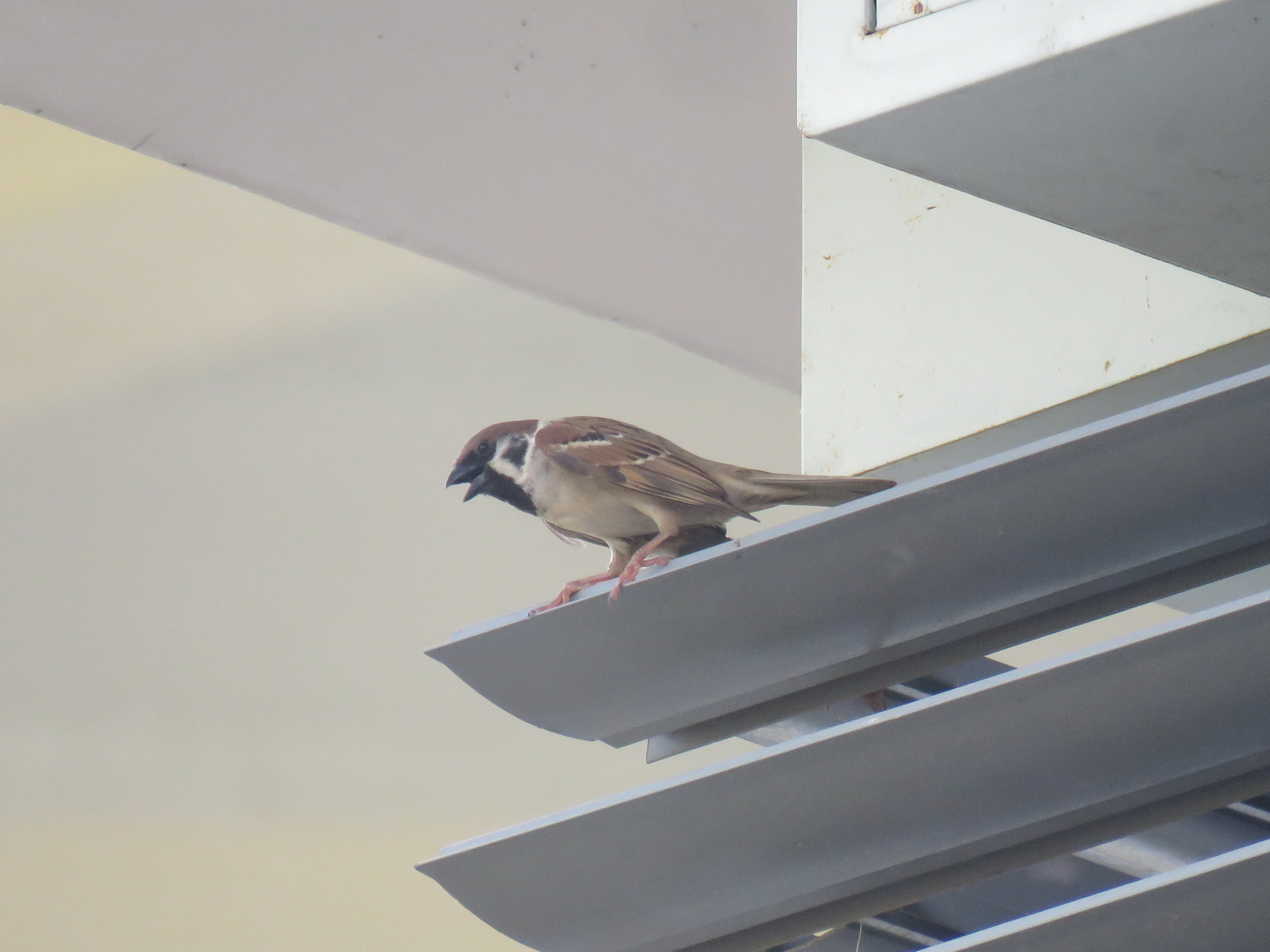 Eurasian Tree Sparrow