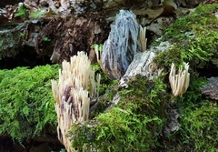 Mycogone calospora
