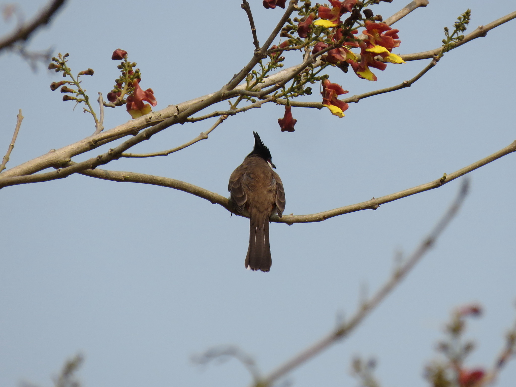 Red-whiskered Bulbul