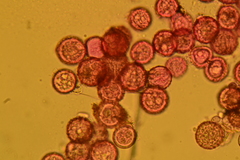 Mycogone calospora