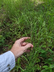 Eupatorium torreyanum