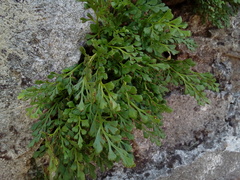 Asplenium ruta-muraria ruta-muraria