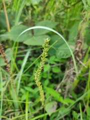Plantago asiatica