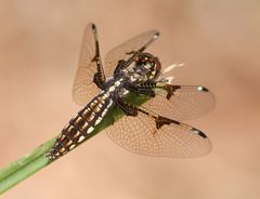 Palpopleura vestita