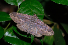 Anisoneura salebrosa