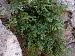 Asplenium ruta-muraria ruta-muraria