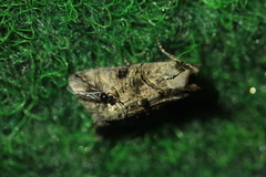 Abrostola tripartita