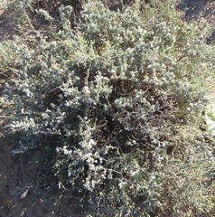 Monechma spartioides