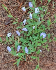 Evolvulus arizonicus