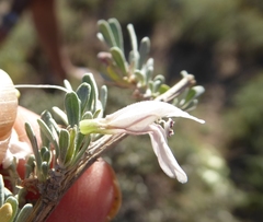 Monechma spartioides