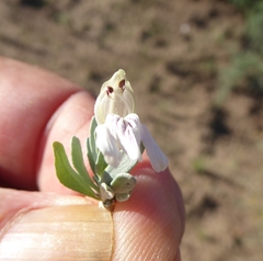 Monechma spartioides