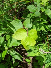 Desmodium floridanum