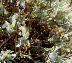 Monechma spartioides