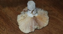 Russula earlei