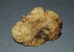 Russula earlei