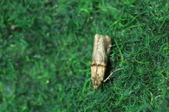 Trachonitis cristella