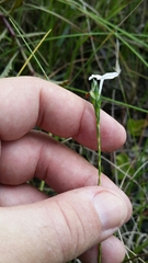 Elytraria caroliniensis image