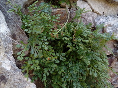 Asplenium ruta-muraria ruta-muraria