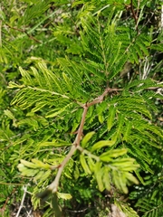 Senegalia berlandieri