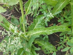 Sonchus arvensis