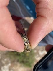 Diceroprocta eugraphica