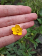 Ranunculus repens