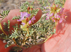Dalea scariosa