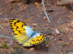 Colotis chrysonome