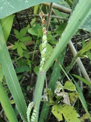Paspalum orbiculare