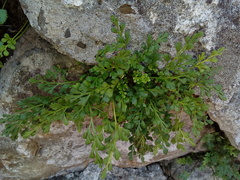 Asplenium ruta-muraria ruta-muraria