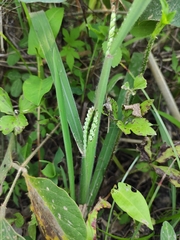 Paspalum orbiculare