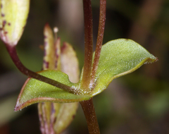 Erythranthe howaldiae