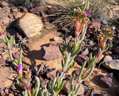 Ruschia cedarbergensis