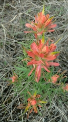 Castilleja lindheimeri