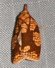Cenopis ferreana