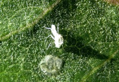 Calaphidina