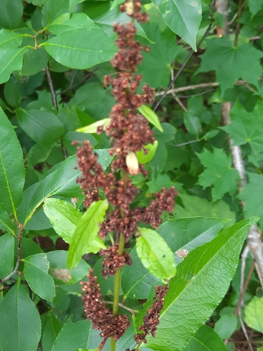 Stumpfblättriger Ampfer (Rumex obtusifolius): Herkunft und Verwendung — foto 5