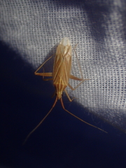 Miridius quadrivirgatus