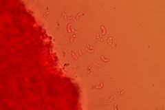 Hohenbuehelia pseudocyphelliformis