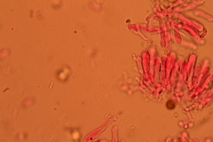 Hohenbuehelia pseudocyphelliformis