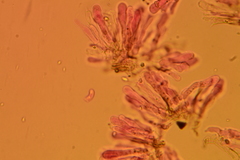 Hohenbuehelia pseudocyphelliformis