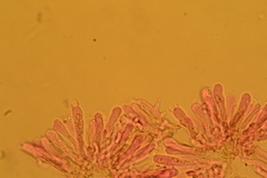 Hohenbuehelia pseudocyphelliformis