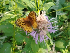 Speyeria cybele pseudocarpenteri