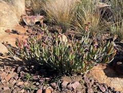 Ruschia cedarbergensis