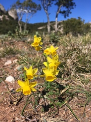 Narcissus assoanus