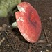 Russula cystidiosa - Photo (c) Dante Alí, some rights reserved (CC BY-NC), uploaded by Dante Alí