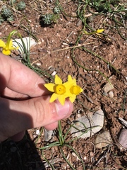 Narcissus assoanus