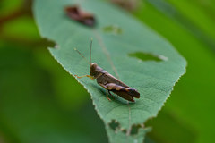 Xenocatantops brachycerus