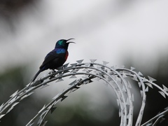 Cinnyris erythrocercus