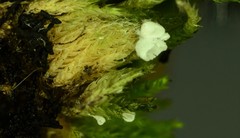 Rimbachia neckerae